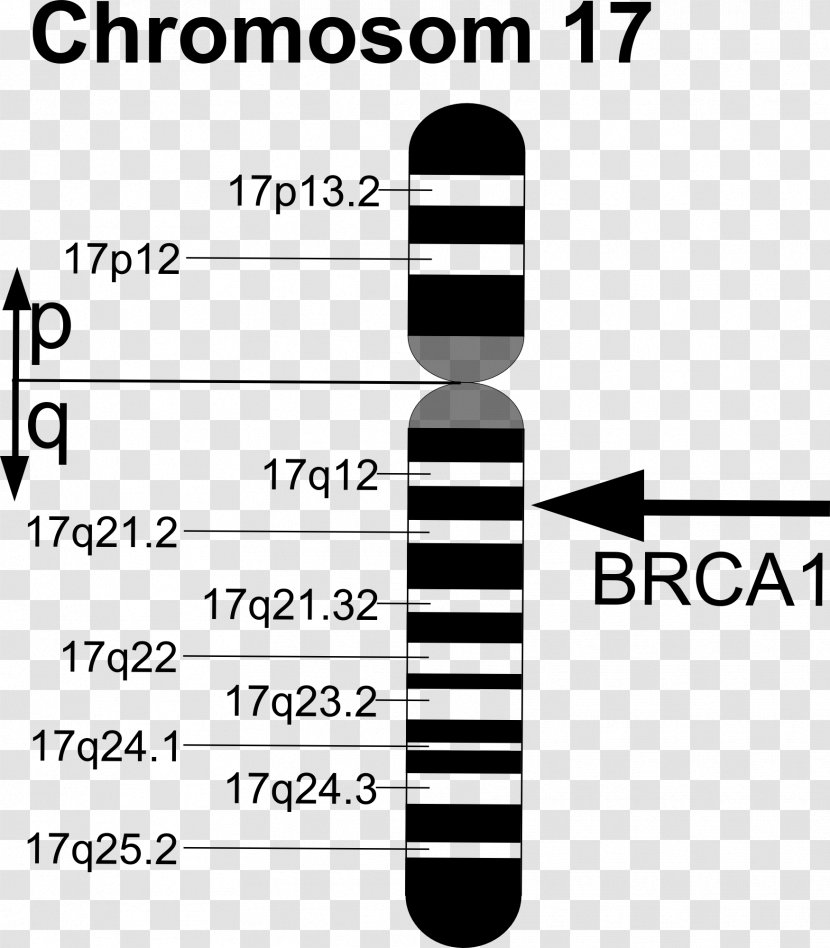 BRCA1 BRCA Mutation BRCA2 Gene - Symbol Transparent PNG