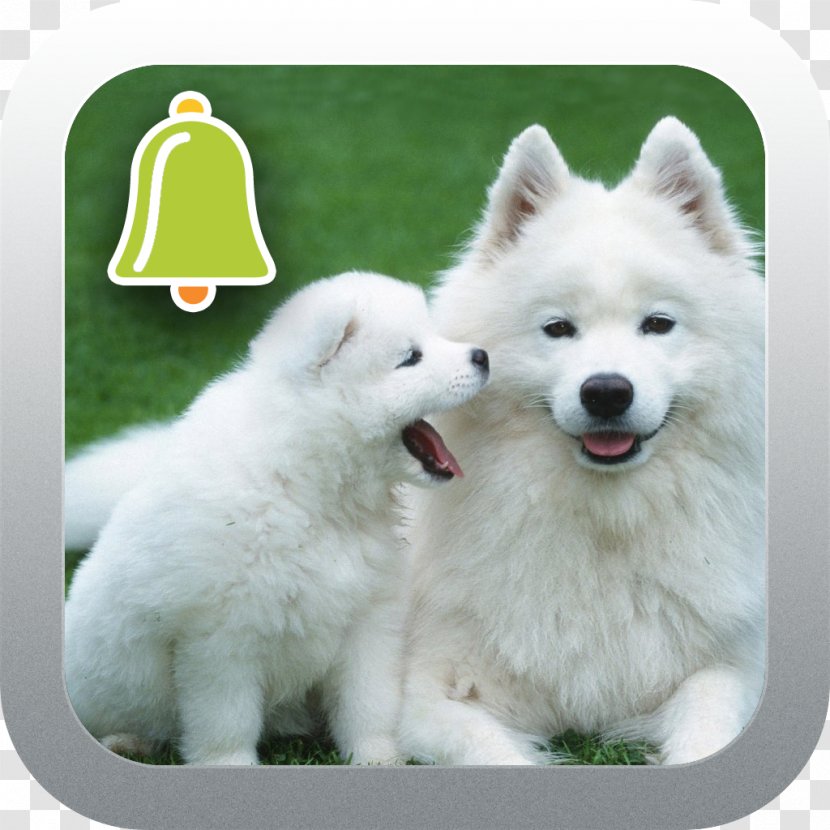 Samoyed Dog Siberian Husky Puppy Neapolitan Mastiff Akita - Pet Transparent PNG