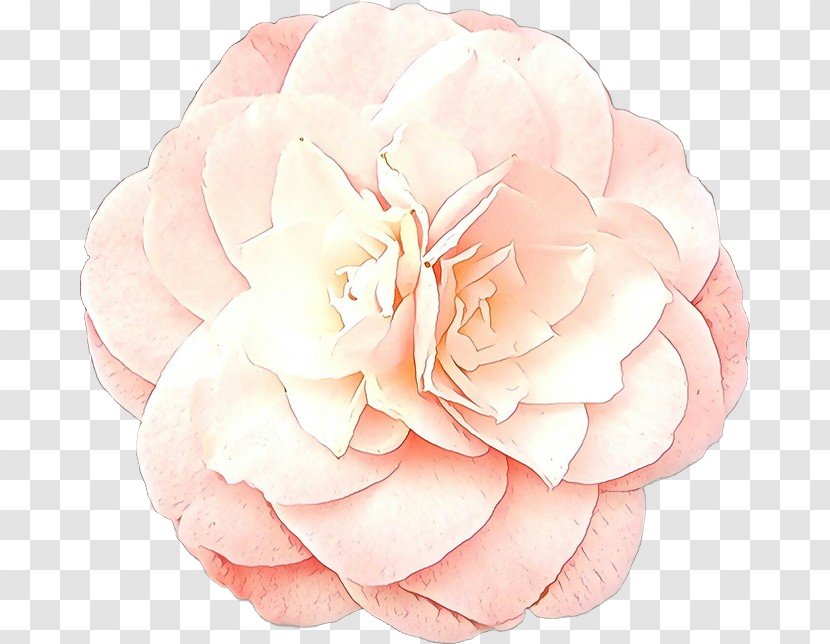 Garden Roses - Petal - Peach Camellia Transparent PNG