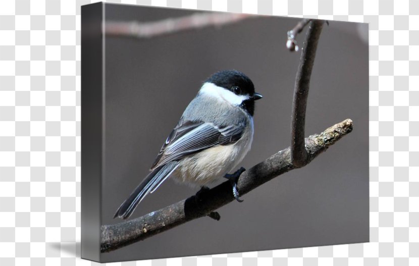 Swallow Gallery Wrap Chickadee Canvas American Sparrows - Printmaking Transparent PNG
