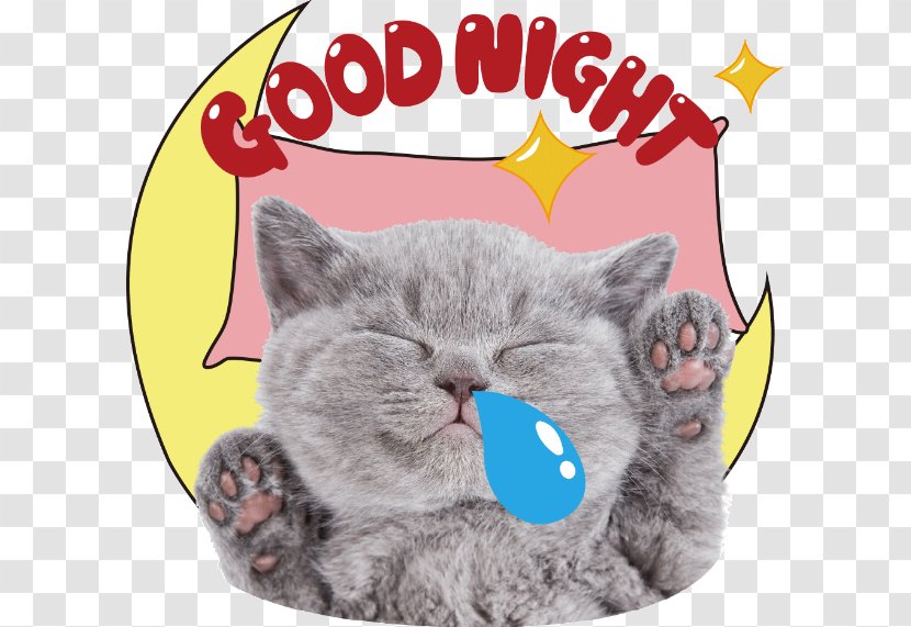 Cat Kitten Desktop Wallpaper Dog Animal - Pet Transparent PNG