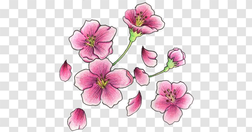 Cherry Blossom Tattoo Flash - Geraniales Transparent PNG