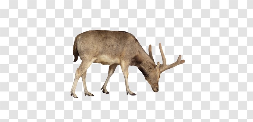 Reindeer Takin Stock Photography Transparent PNG