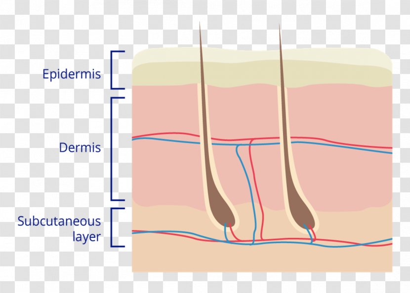 Finger Human Skin Diagram Anatomy - Tree - Dermis Transparent PNG