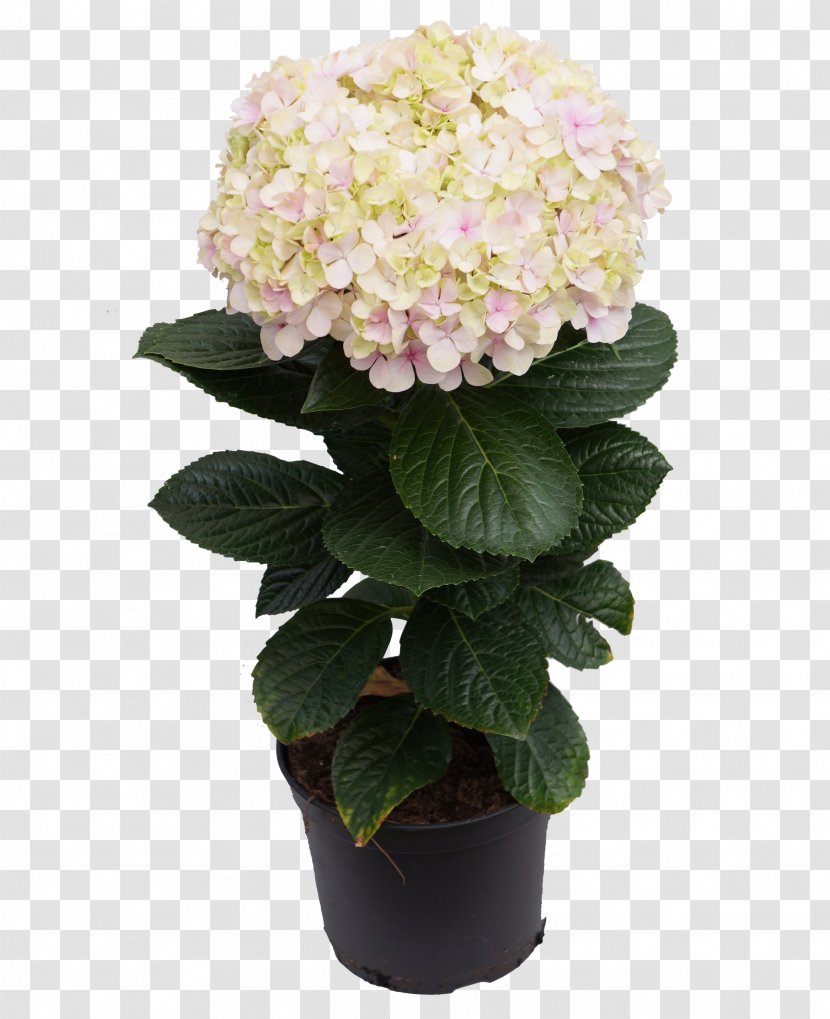 Hydrangea Flowerpot Artificial Flower Cut Flowers Transparent PNG
