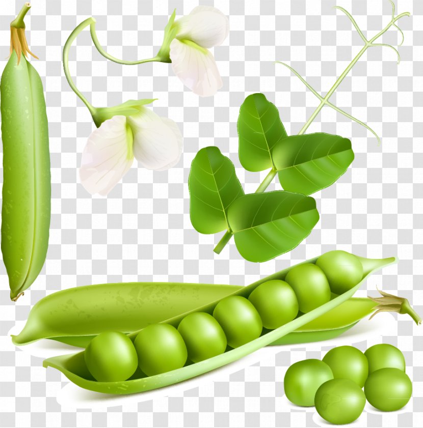 Snow Pea Euclidean Vector Stock Illustration Vegetable - Diet Food - Fresh Design Material, Transparent PNG