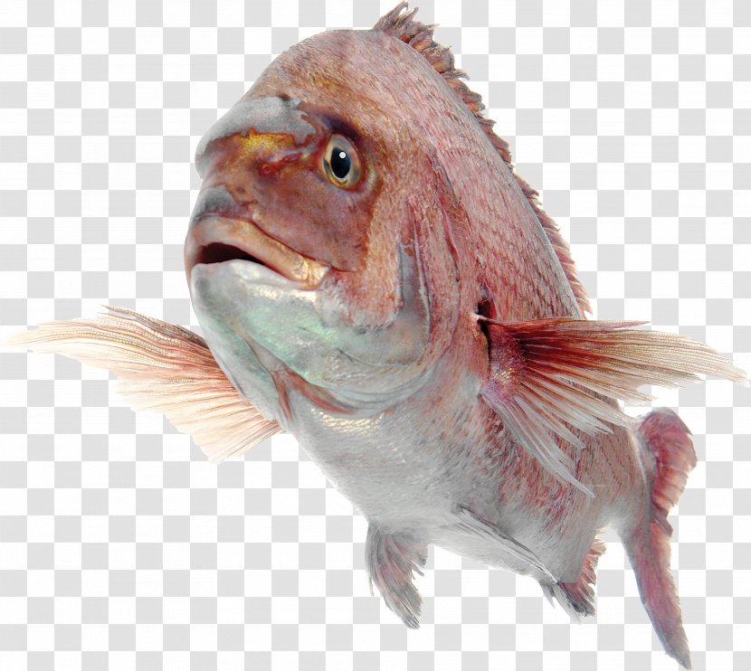 Northern Red Snapper Seafood Yellowtail Overfishing Fish As Food - Fauna Transparent PNG