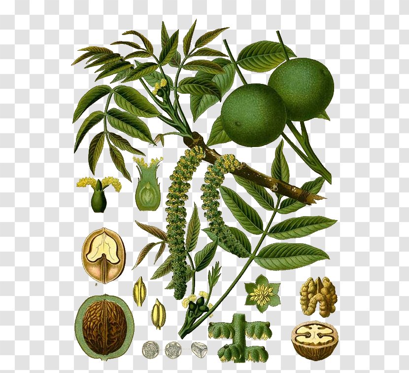 English Walnut Eastern Black Köhler's Medicinal Plants - Juglans Transparent PNG