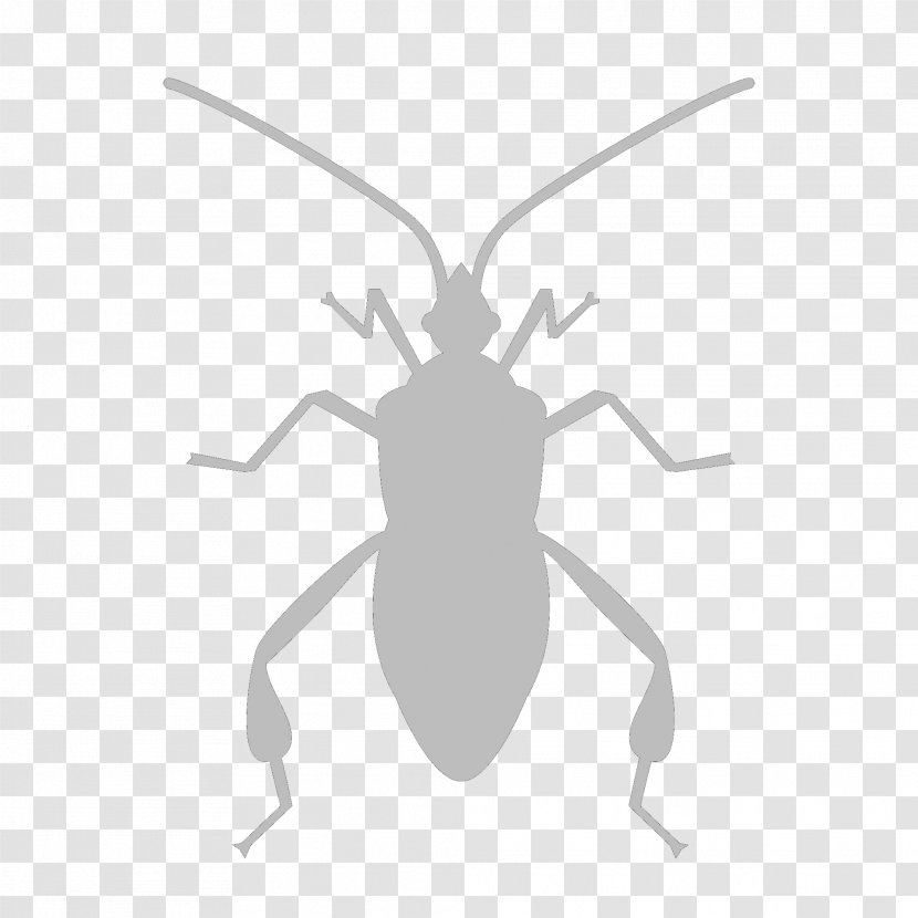 Insect Software Bug - Data - Cockroach Transparent PNG