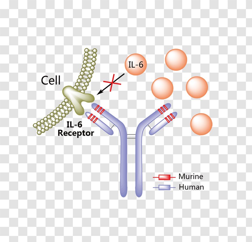 Daclizumab Tocilizumab Monoclonal Antibody Therapy - Brodalumab Transparent PNG