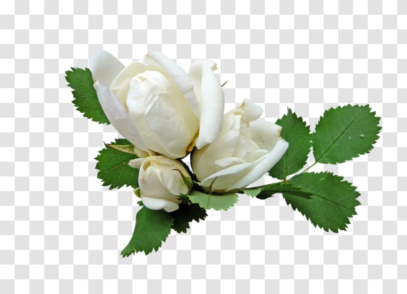 Garden Roses Розы белые Rosa × Alba Clip Art - Plant - Flowers Green Transparent PNG