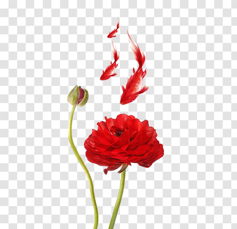 Ranunculus Asiaticus Meadow Buttercup Poppy Red Petal - Lotus Transparent PNG