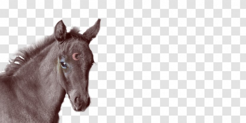 Foal Colt Mare Stallion Halter - Livestock - Creative Wolf Avatar Transparent PNG