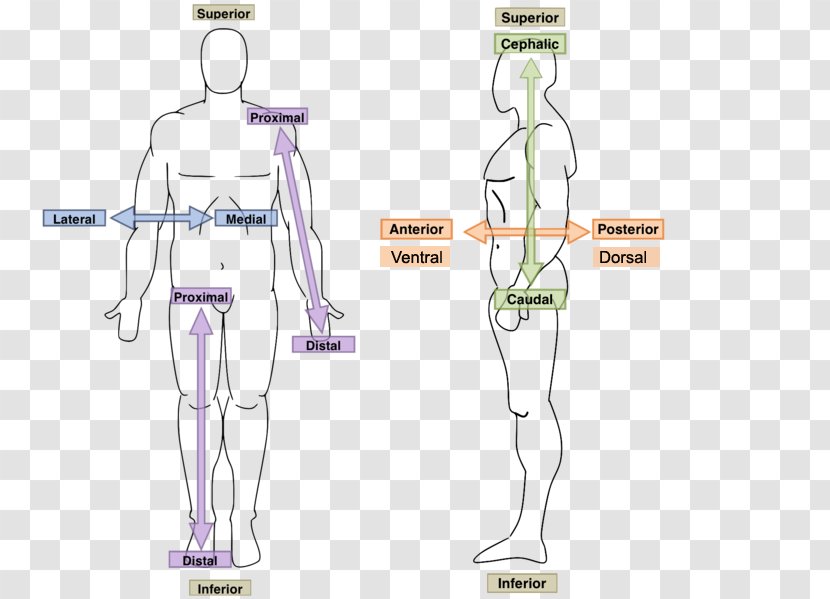 Hand Homo Sapiens Human Anatomy & Physiology Body - Flower Transparent PNG