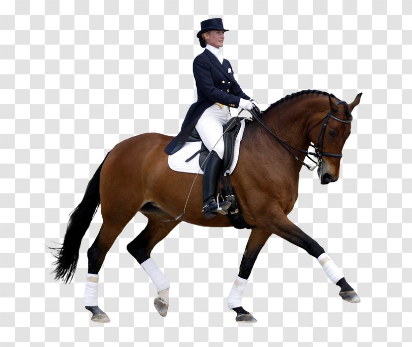 Horse Dressage International Federation For Equestrian Sports Eventing - Jumping Transparent PNG