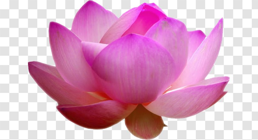 Nelumbo Nucifera Sandalwood Kannauj Pink Ittar - Lotus Draw Transparent PNG