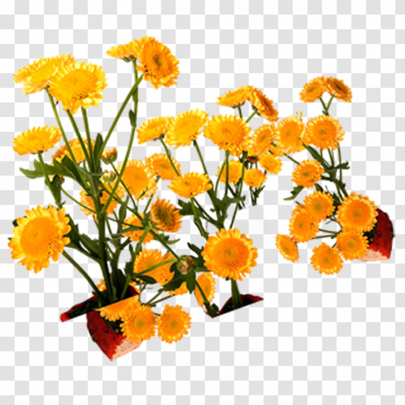 Floral Design Yellow - Flowers,chrysanthemum,yellow,lace Transparent PNG