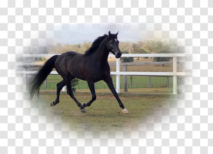 Stallion Mustang Halter Mare Bridle - Colt Transparent PNG