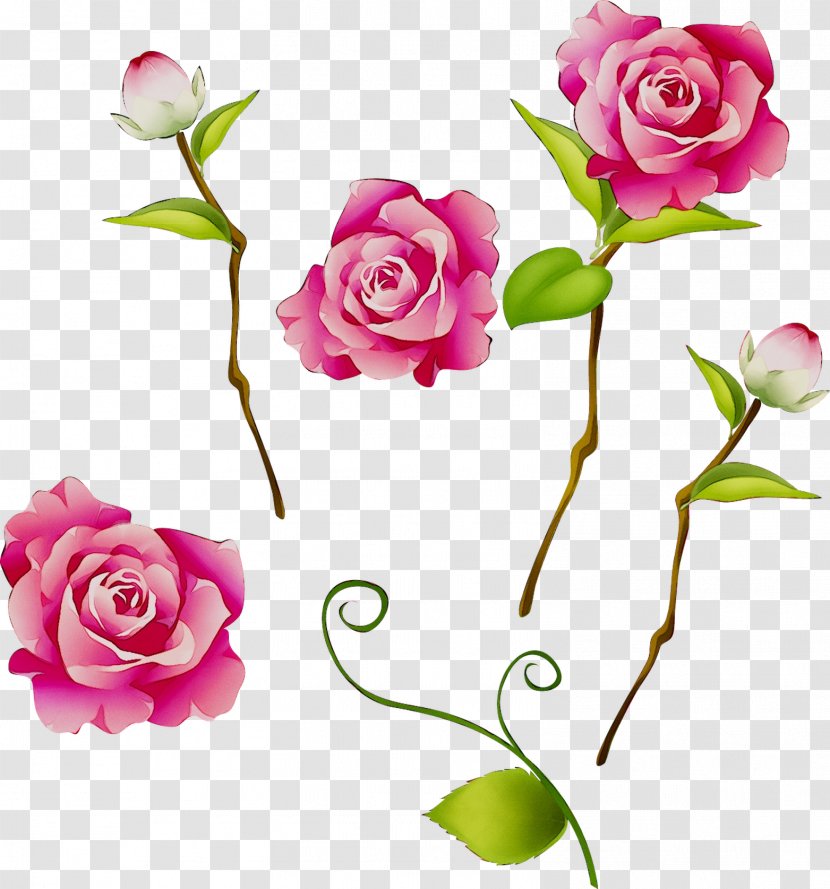 Garden Roses Image Clip Art Drawing - Prickly Rose - Flower Transparent PNG