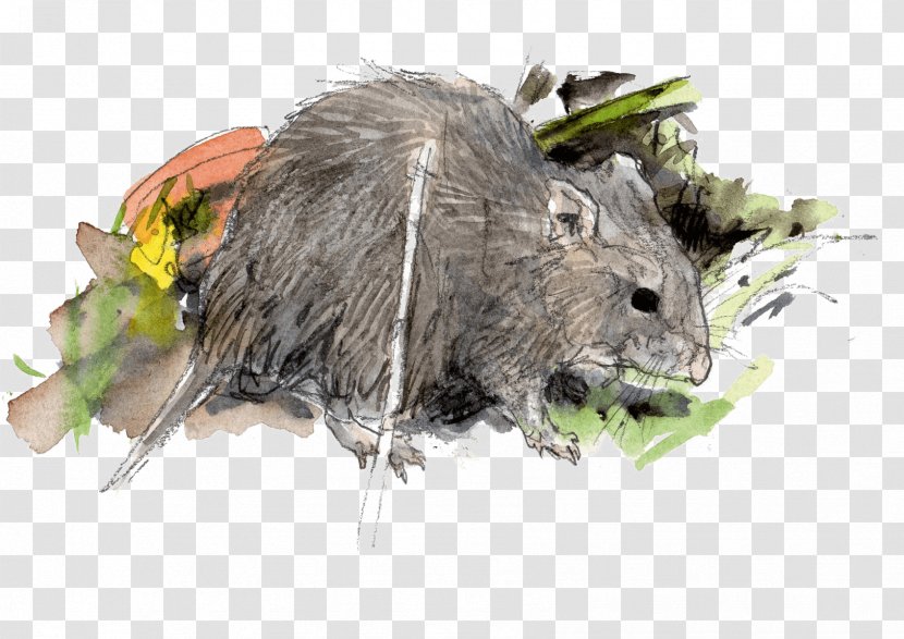 Mouse Brown Rat Krysa Drawing Black Transparent PNG