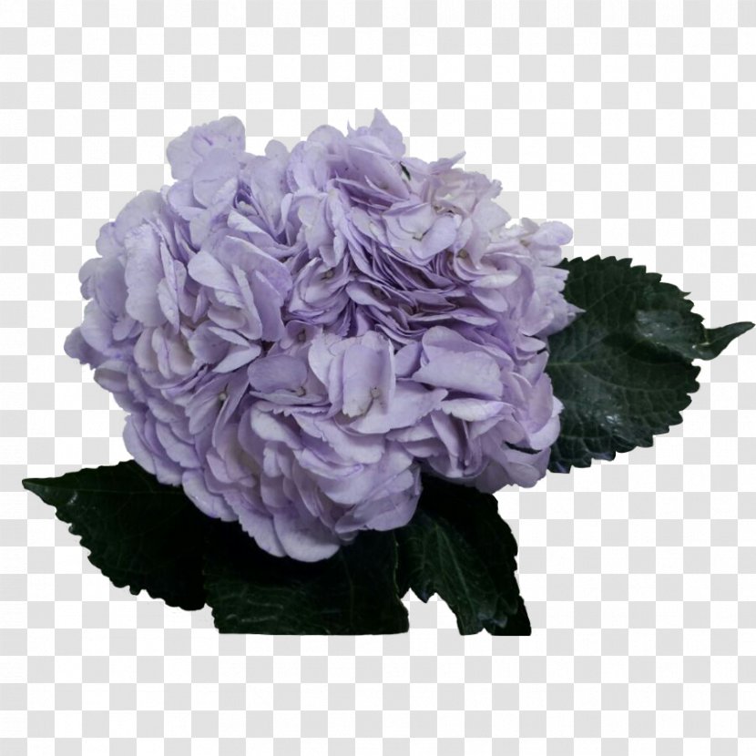 Hydrangea Lavender Violet Lilac Purple - Plant Transparent PNG