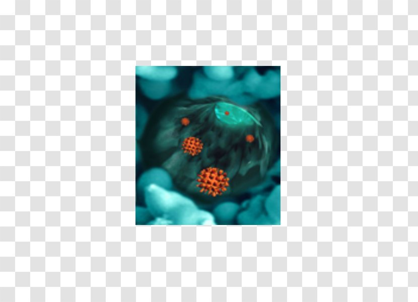 Turquoise Petal - Teal - Virus C Transparent PNG
