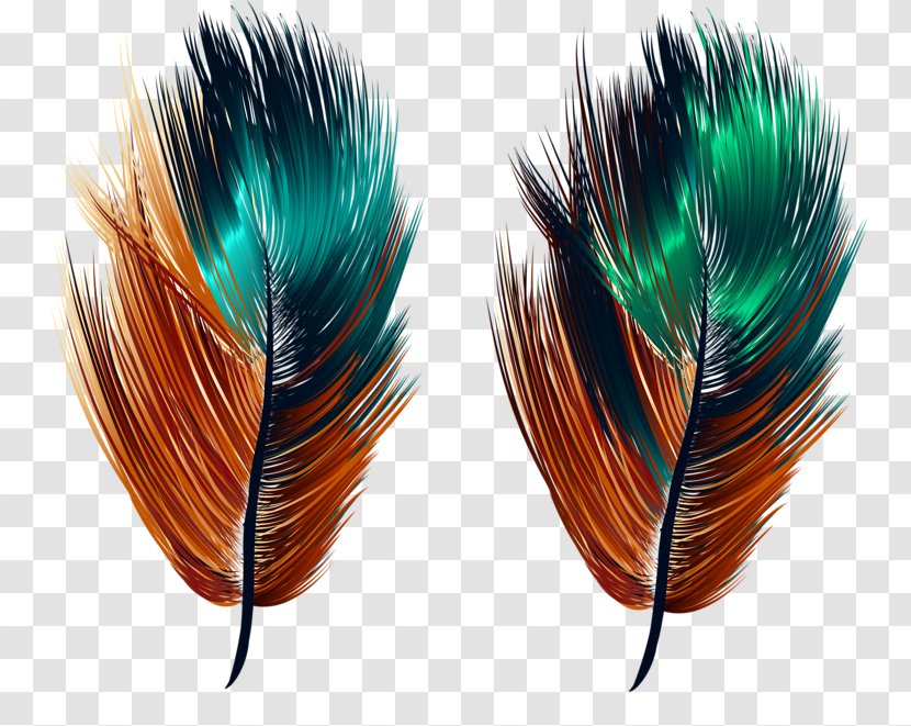 Feather Illustration - Blue - Beautiful Feathers Transparent PNG