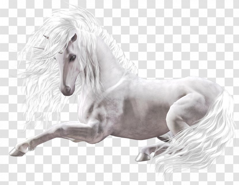 Horse Swiat Bez Ciebie Zaginiony Koni Book Unicorn - Child Transparent PNG