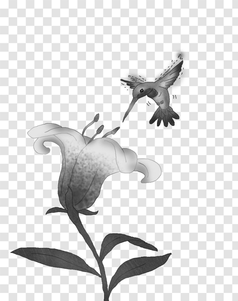 Beak Cygnini Goose Duck Anatidae - Plant - Bird Black And White Transparent PNG