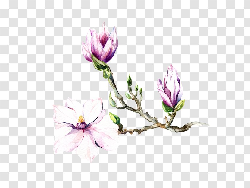 Magnolia Watercolor Painting Art - Stock Photography - Lux Soap Transparent PNG