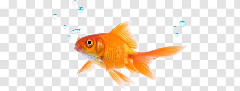 Siamese Fighting Fish Goldfish Koi Tropical Transparent PNG