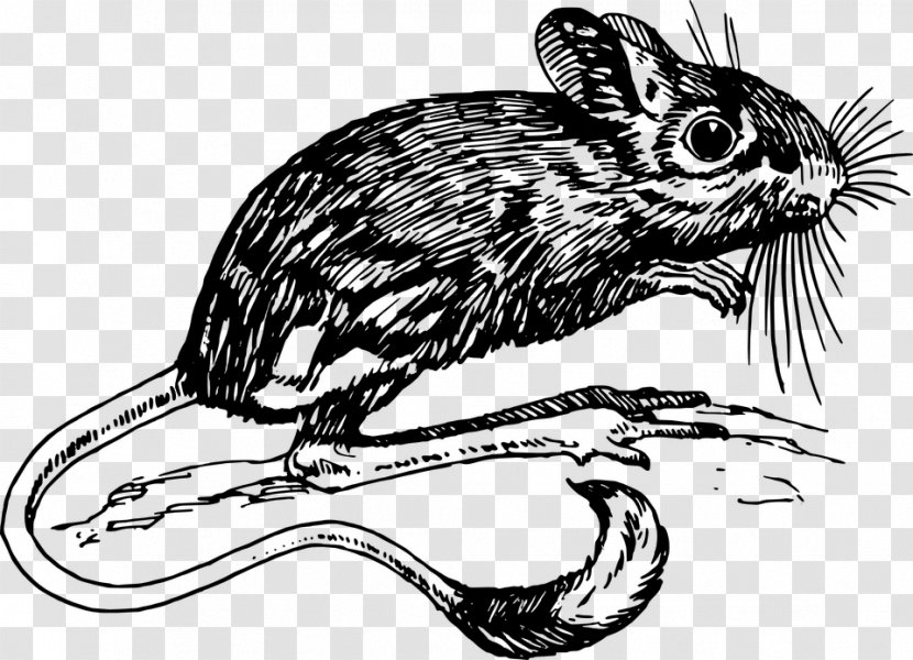 Vertebrate Jerboa Gerbil Mammal Clip Art - Rat Transparent PNG