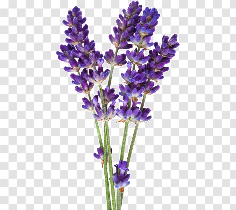 English Lavender Flower Hyssop Stock Photography Oil - Lilium Transparent PNG