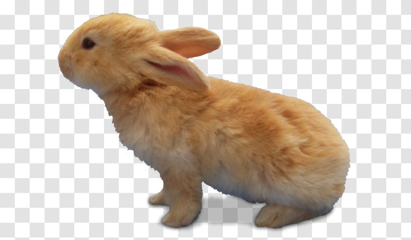 Domestic Rabbit Hare - Brown Bunny Transparent PNG