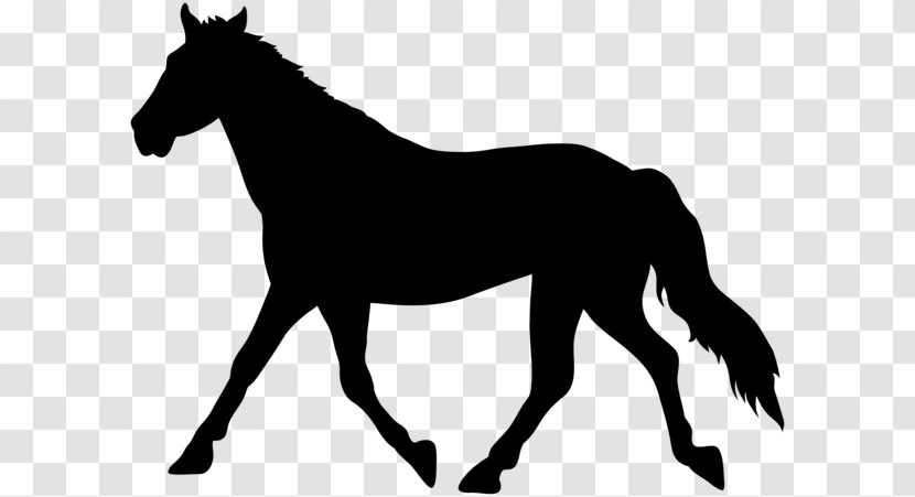Mustang American Paint Horse Drawing Silhouette Clip Art - Mammal Transparent PNG