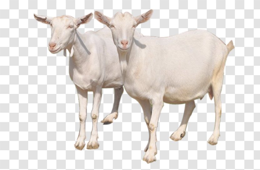 Goat Sheep Milk Cattle - Livestock - Mother Transparent PNG