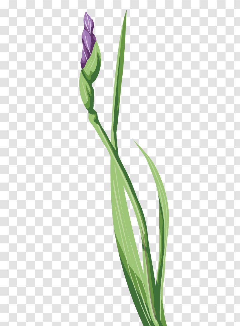 Irises Wall Iris Tulip Flower - Grass Transparent PNG
