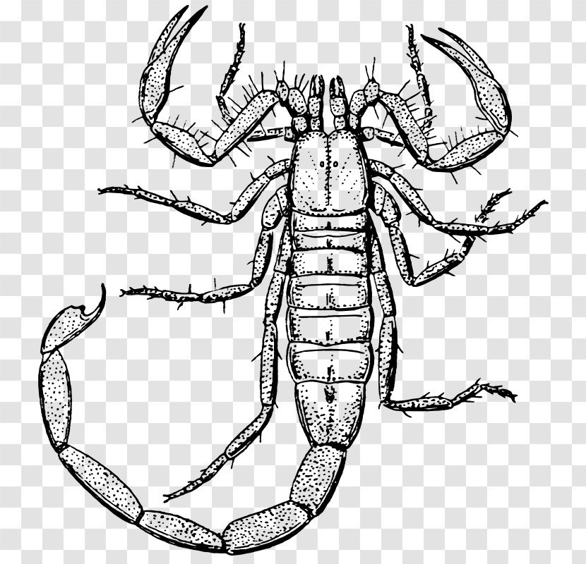 Scorpion Drawing Clip Art - Organism - Public Domain Line Transparent PNG