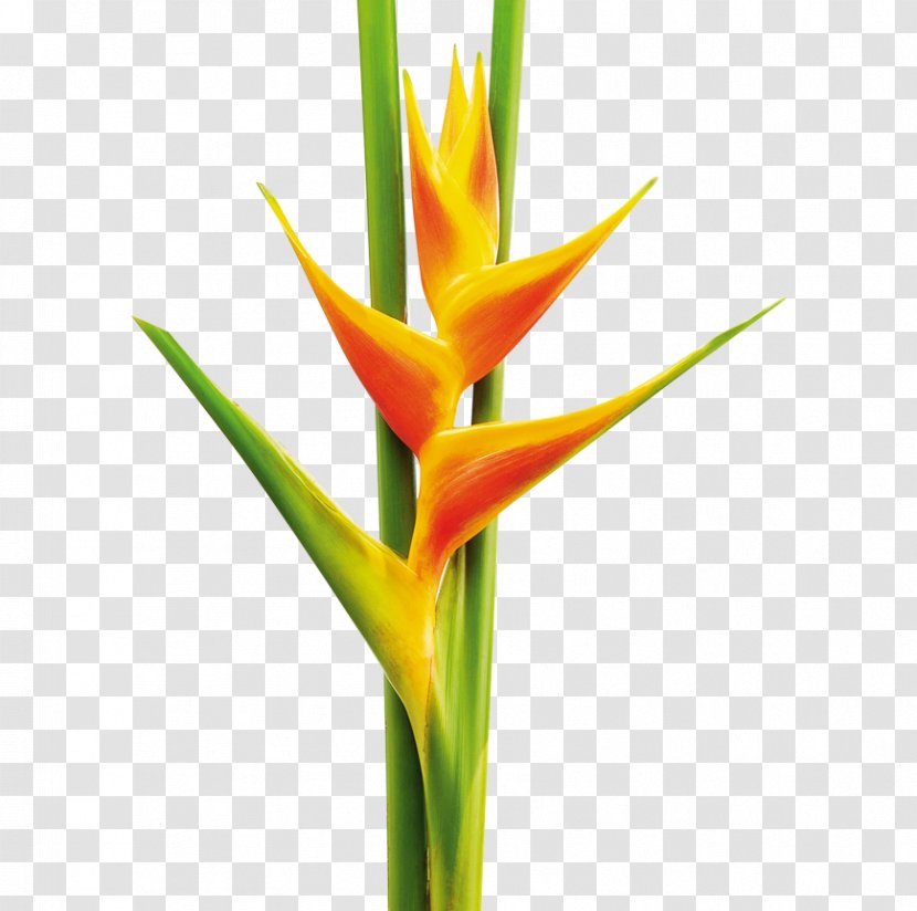 Lobster-claws Pereira Plant Cut Flowers - Flower - Heliconia Transparent PNG