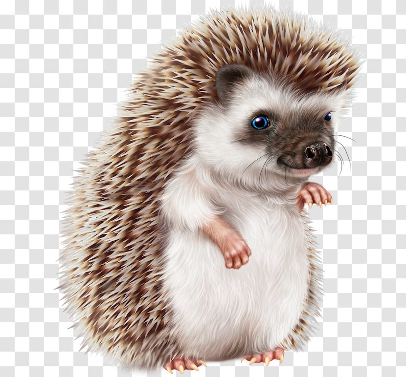 Domesticated Hedgehog Erinaceidae - Head - Wildlife Whiskers Transparent PNG