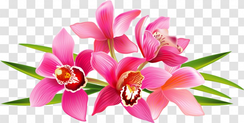 Moth Orchids Clip Art - Pink - Orchid Transparent PNG