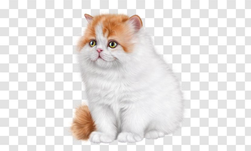 British Semi-longhair Ragamuffin Cat Asian Persian Kitten - Small To Medium Sized Cats Transparent PNG