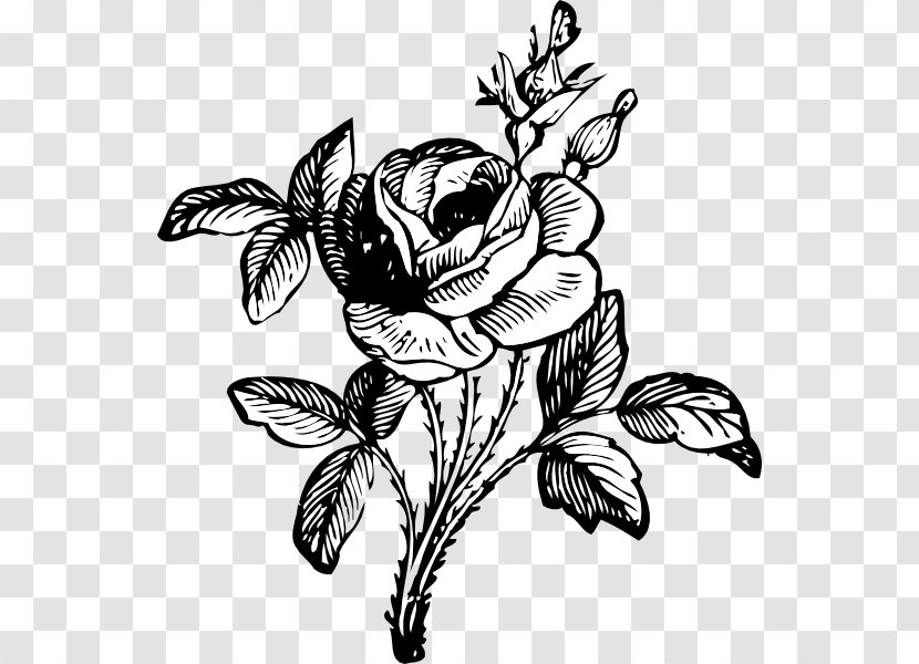 Rose Flower Drawing Clip Art - Flowering Plant - Vector Roses Transparent PNG