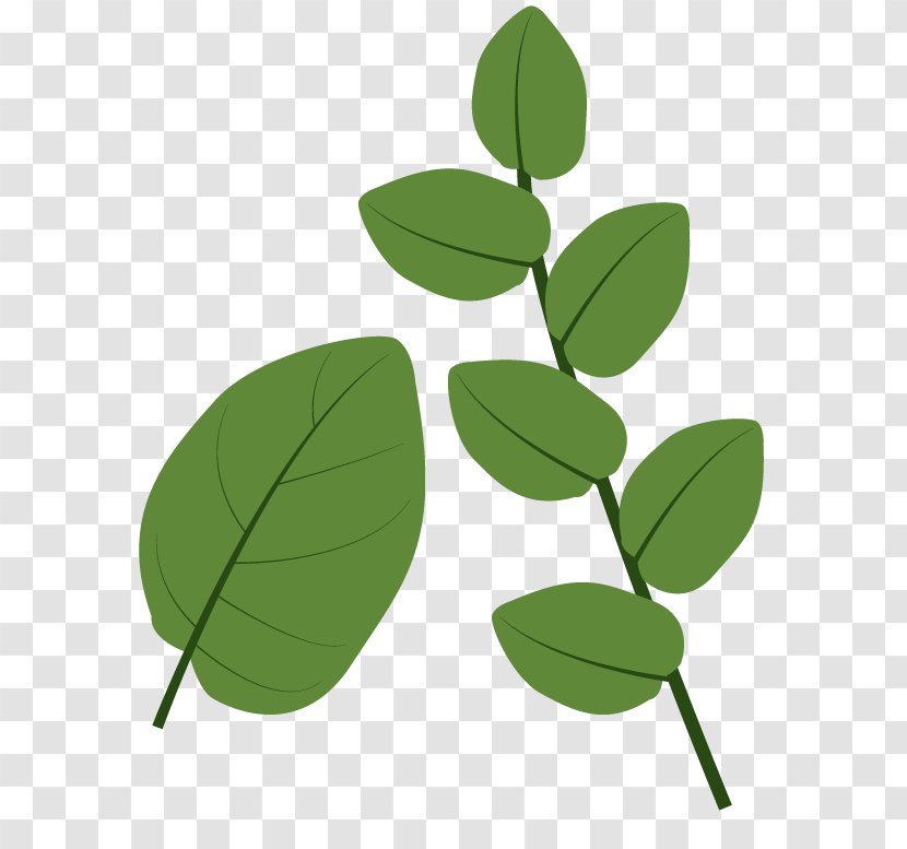 Leaf Green Plant Identification Transparent PNG