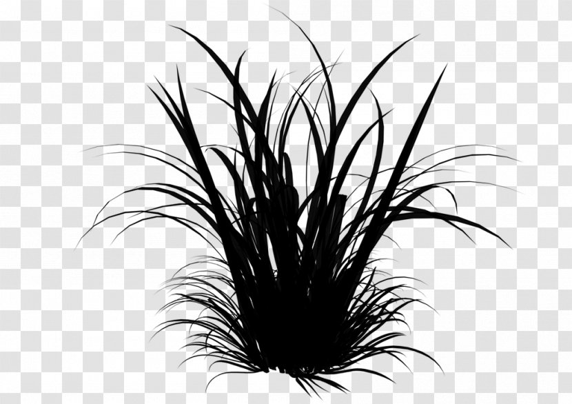 Clip Art Vetiver Image Lemongrass - Grass - Weed Transparent PNG