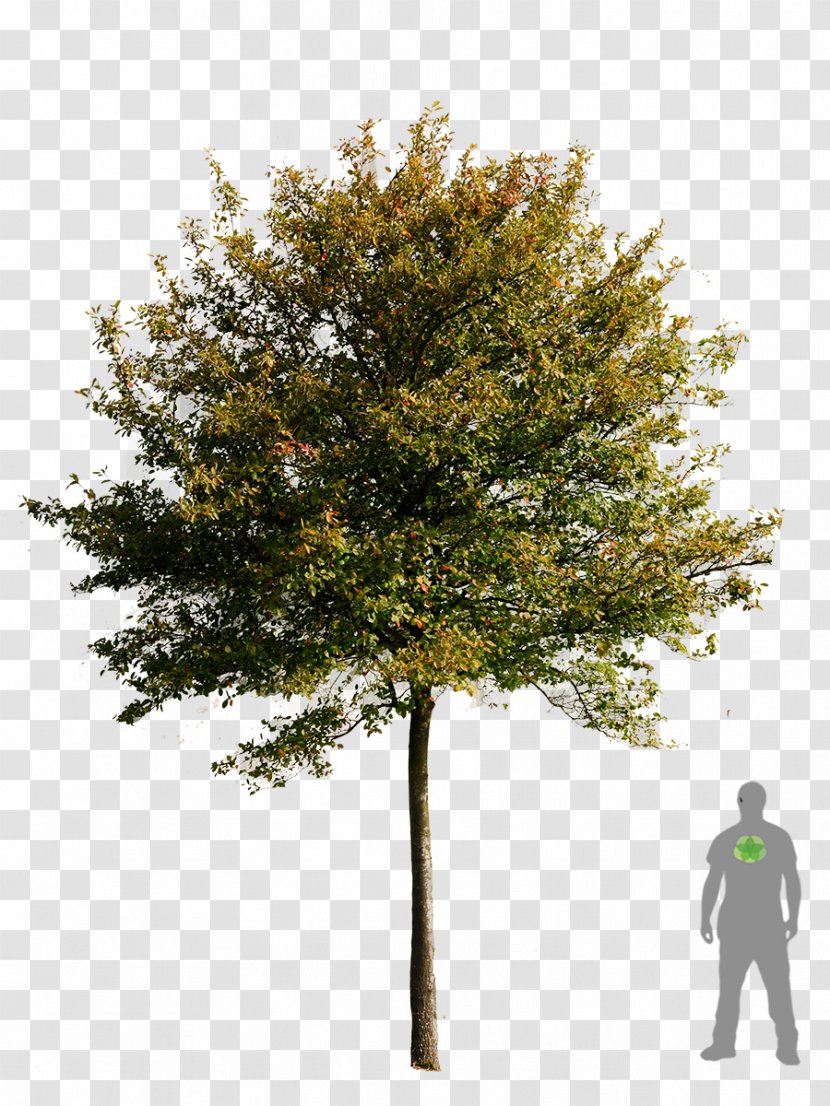 Tree Transparency And Translucency Clip Art - Plant - Bonsai Transparent PNG