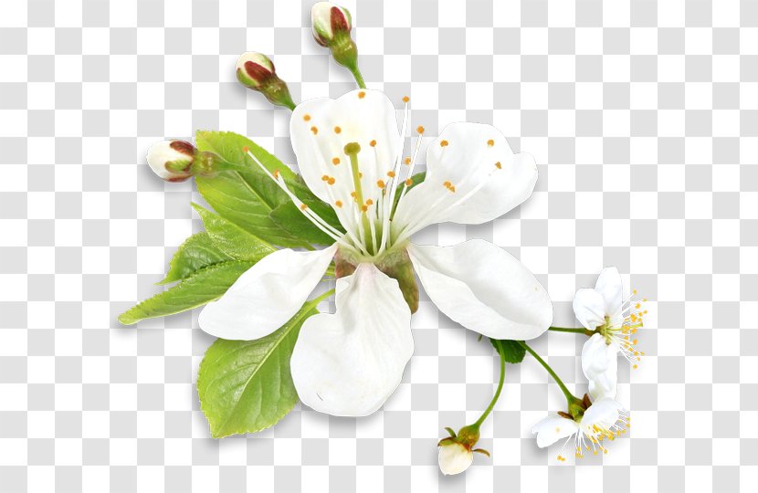 Flower Desktop Wallpaper Clip Art Transparent PNG