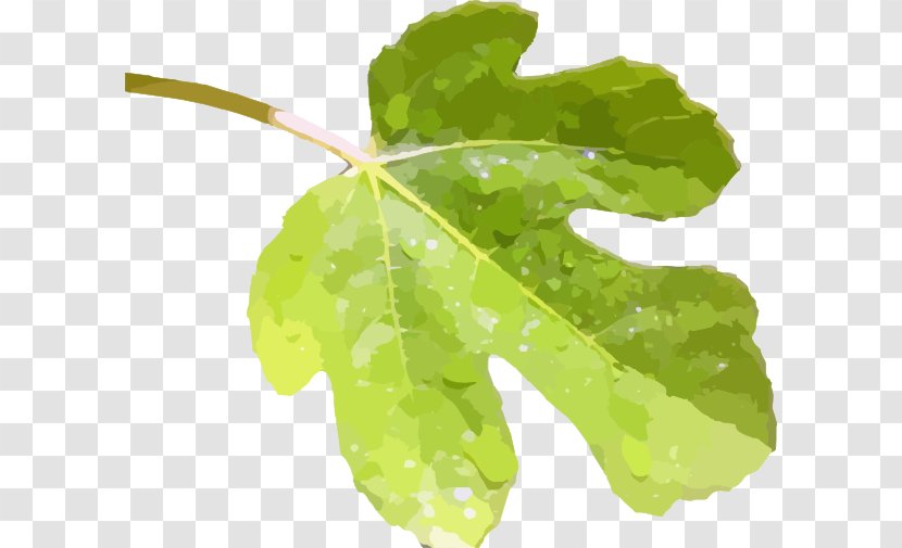 Fig Leaf Common Clip Art - Tree - Fig. Transparent PNG