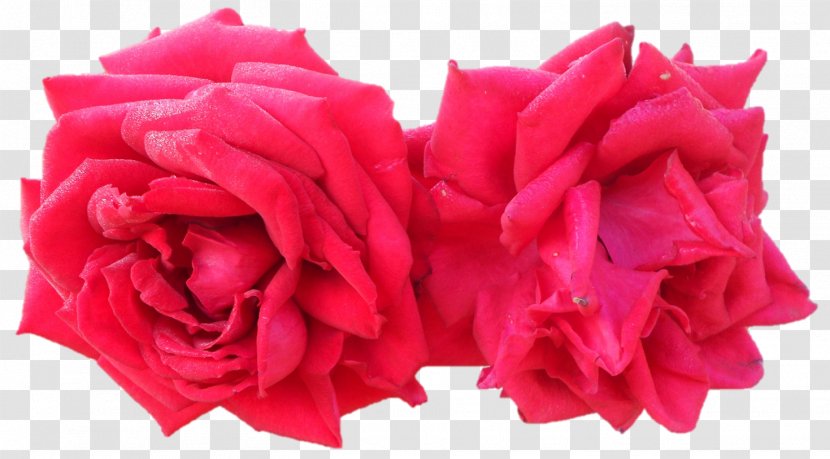 Garden Roses Cabbage Rose Cut Flowers Petal - Saraswati Devi Transparent PNG