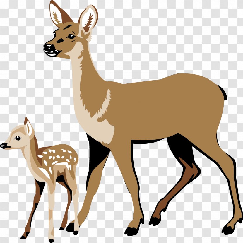 White-tailed Deer Ecosystem Energy Clip Art - Animal Figure Transparent PNG